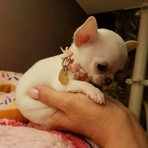Chihuahua Rabo que fala por ele