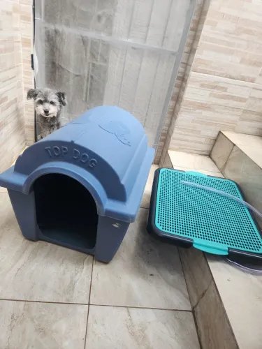 Casinha Cachorro + pipi dog