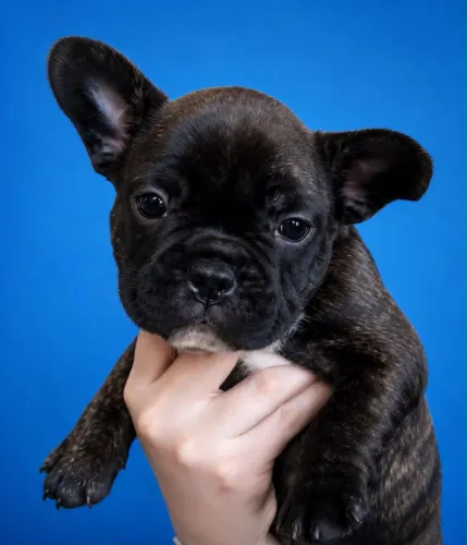 Bulldog francês lindo 