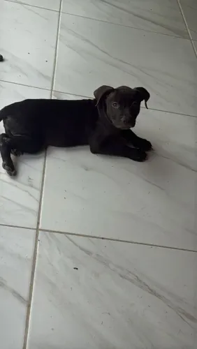 Filhote de Pit Monster pura fêmea DISPONÍVEL 