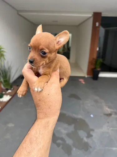 Pinscher machinho