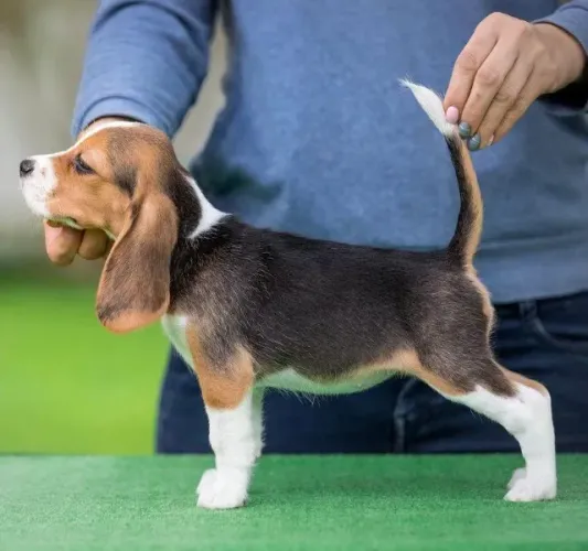 Beagle 13 Polegadas Um vínculo que amadurece bem