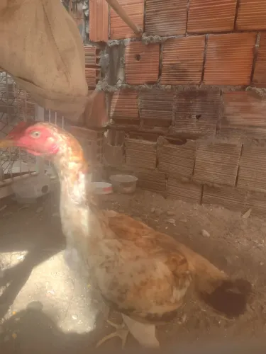 Galinha raça indiana