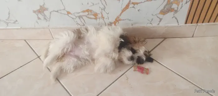 Filhote shitzu 3 meses 