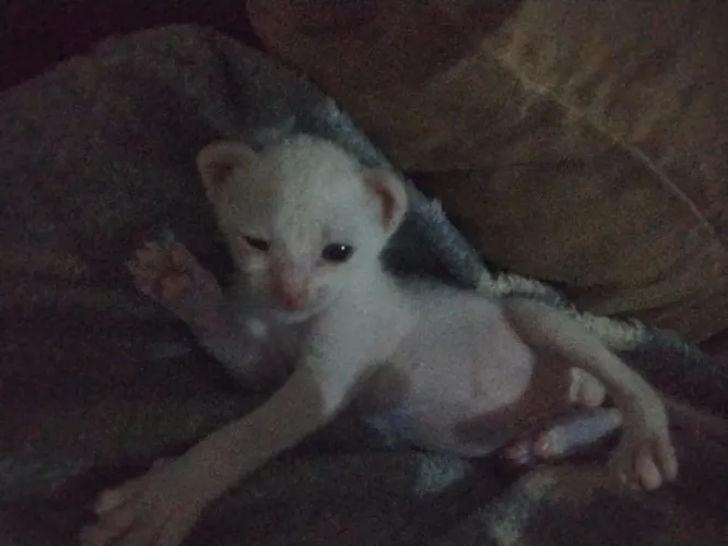 gatinho branco RESGATADO para ADOÇÃO (macho)