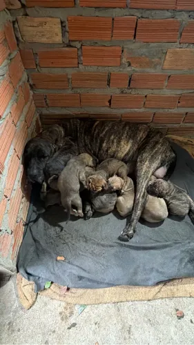 Filhote de fila pai e mãe no local