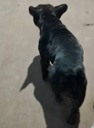 Buldog francês