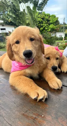 Golden Retriever