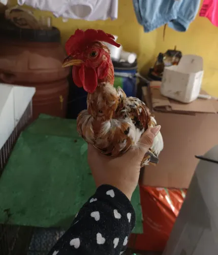 Mini garnisé polaco mil flores