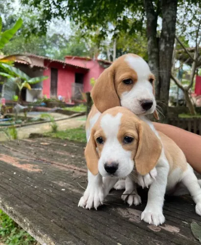BEAGLE BICOLOR