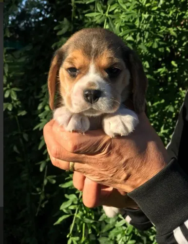 Beagle Filhotes | Seu Próximo Melhor Amigo Está Aqui