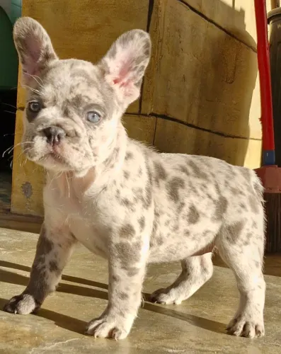 Linda bebezinha de buldogue francês 