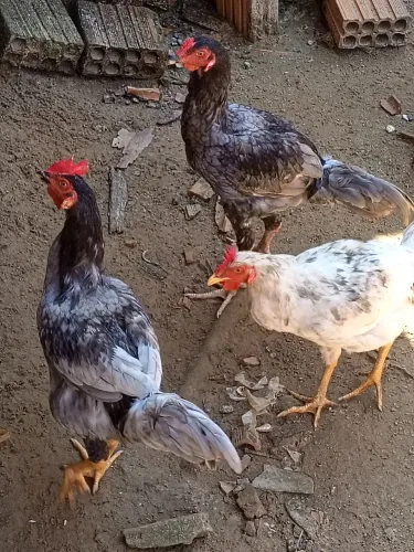 Galos 