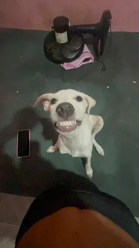Filho de Pitbull mistura de vira lata*