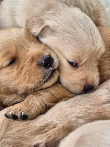 Golden Retriever Filhotes