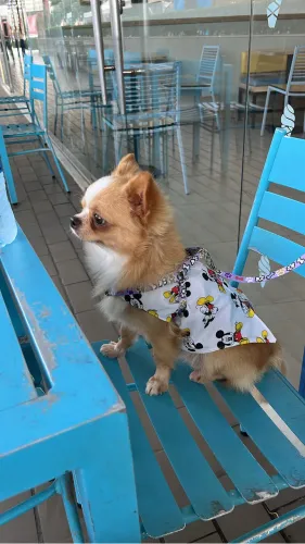 Filhotes de chihuahua Disponível!