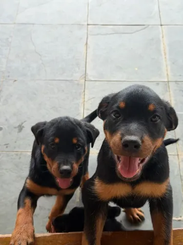 FILHOTES DE ROTTWEILLER