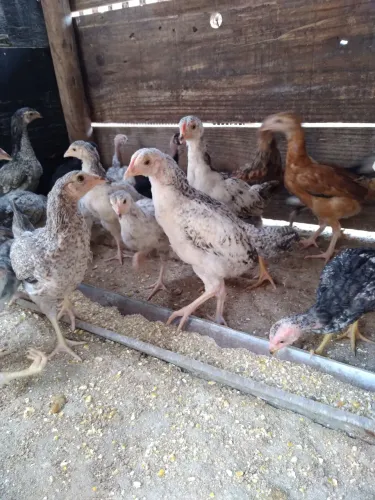 VENDE-SE FRANGAS CRR CHARRUA
