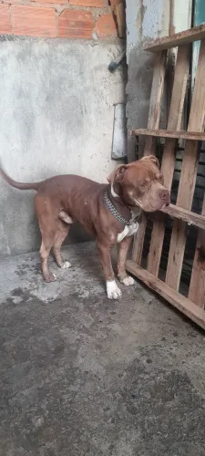 Doação de pitbull