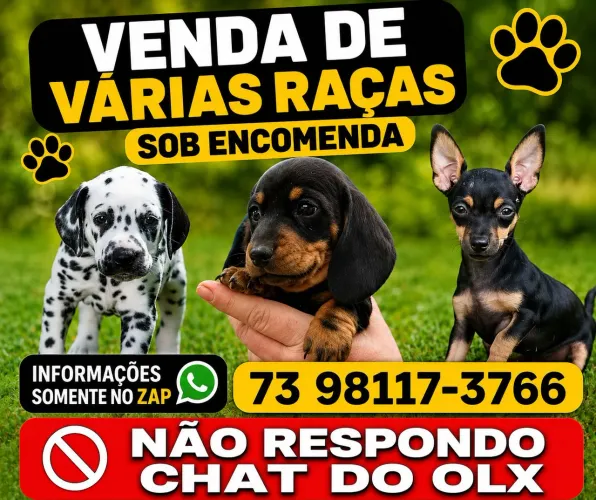 VARIAS RAÇAS ( VENDO PRA VARIAS CIDADES )