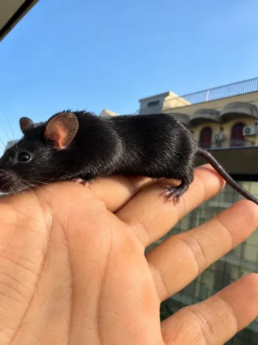 HAMSTER ANÃO RUSSO, SÍRIO, CAMUNDONGOS COLORIDOS. 