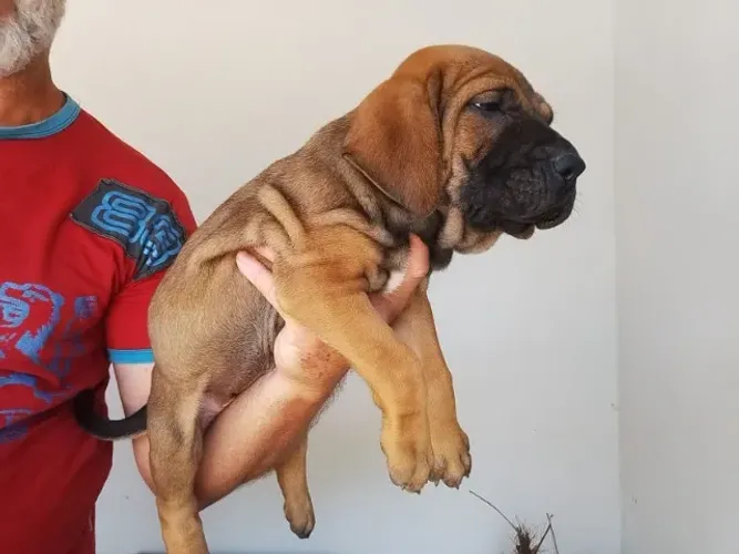 Fila Brasileiro
