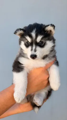 Filhote Husky fêmea