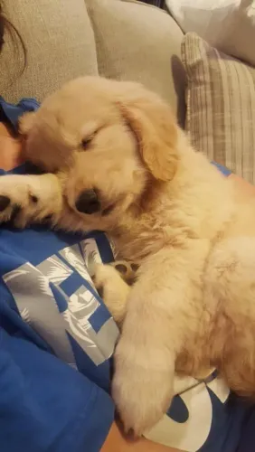 Golden Retriever Um companheiro que adora participar da rotina da família