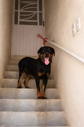 Rotweiller Macho 1 ano e 5 meses