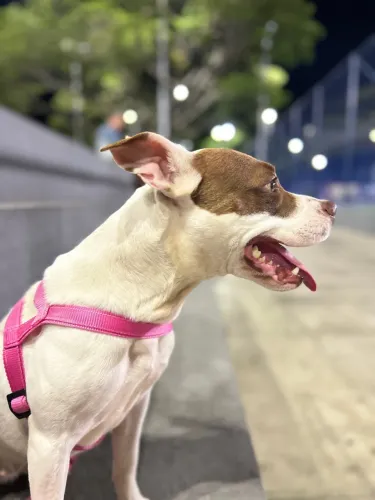 Vende-se PitBul Fêmea