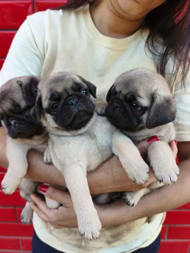 Filhotinhos de Pug