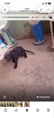 Vende-se filhote de fila brasileiro valor R$2000