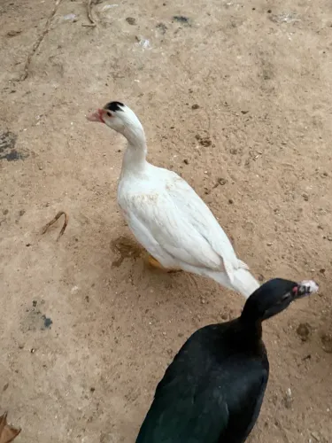 Conjunto de patos e Galo e galinhas 