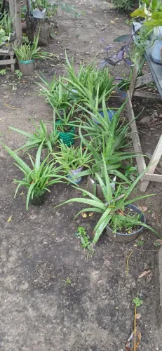 Plantas barbosa varia preco 