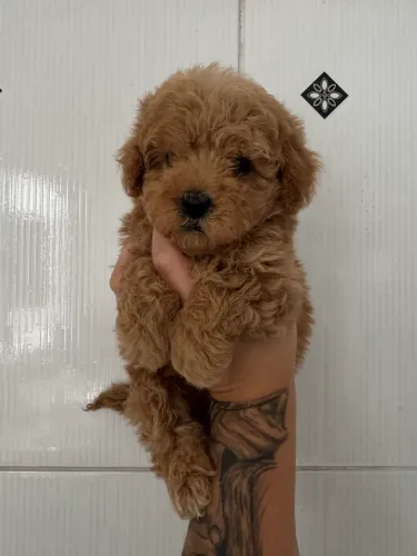 Poodle Toy Red com Pedigree Disponível - Filhotes Exclusivos