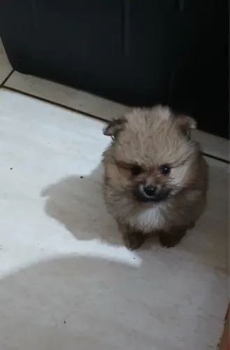 Filhote de Spitz Alemão Macho