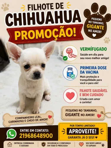 Filhote de chiuahua