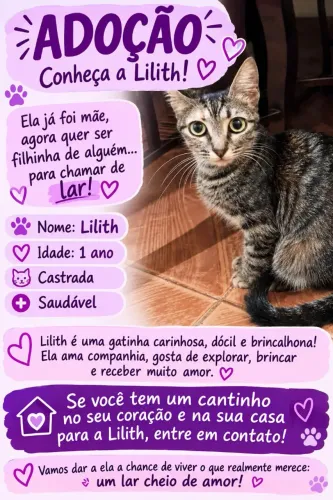 Doação Gata castrada