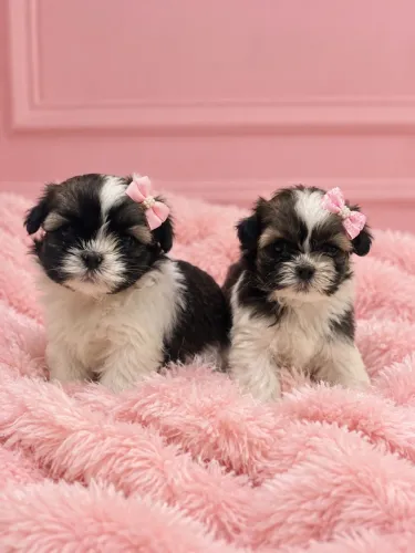 Lhasa Apso fêmeas pequenas meninas charmosas esperando você 