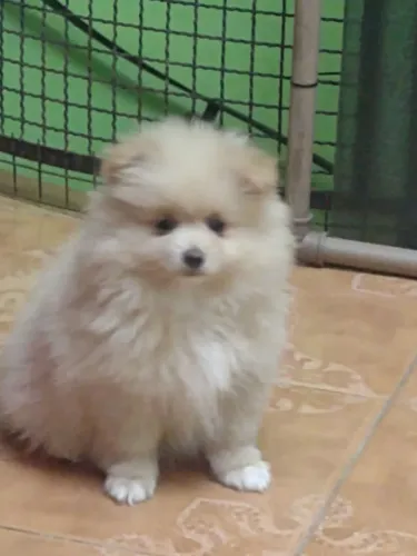 Filhote de Spitz alemão fêmea de 65 dias