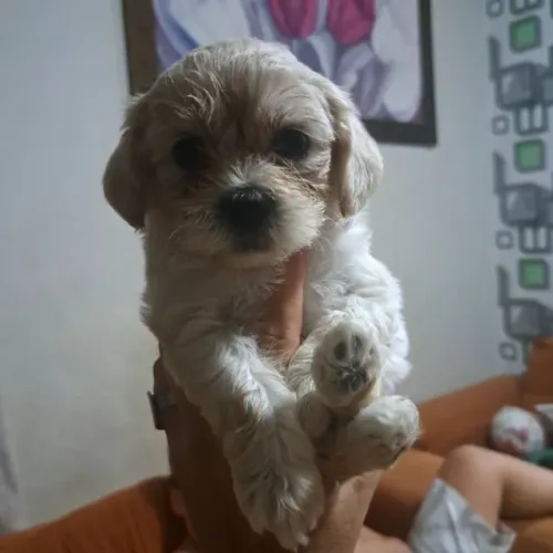 Lhasa apso