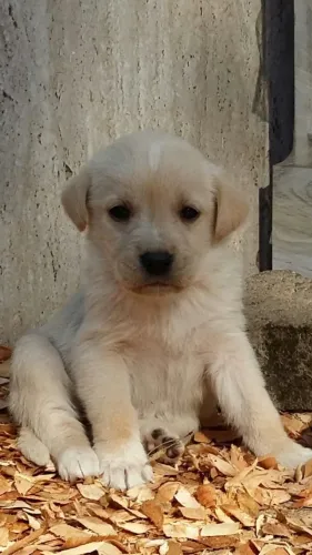 Filhotes de Labrador | Alegria que chega latindo.