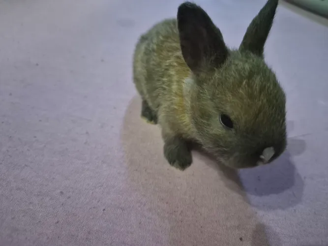 Coelhinhos