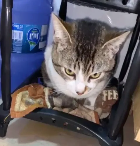 Doa se gato 