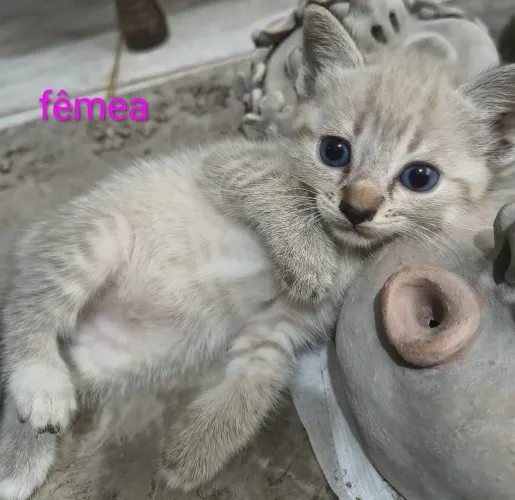 Gata filhote pra adoção responsável