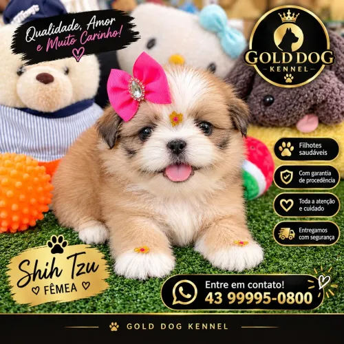 Shihtzu fêmea Nota fiscal e garantia 