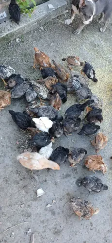 Franguinhos
