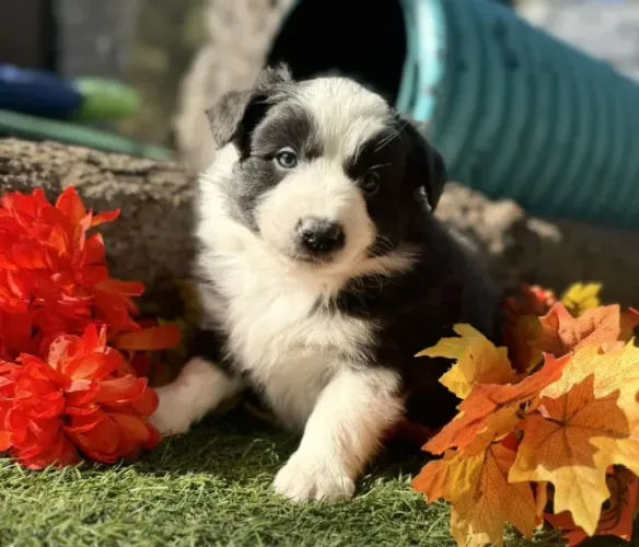 Filhotes de Border Collie | Amor e diversão em dose dupla.