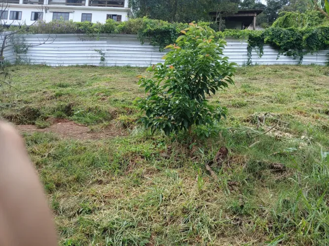 terreno em Nogueira