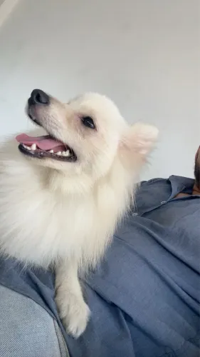 Cachorro